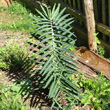 Habitusfoto Euphorbia lathyris