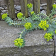 Stängel-/Stammfoto Euphorbia myrsinites