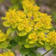 Portraitfoto Euphorbia palustris