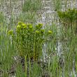 Habitusfoto Euphorbia palustris