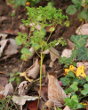 Habitusfoto Euphorbia peplus