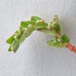 Bl&uuml;tenfoto Euphorbia prostrata