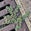 Habitusfoto Euphorbia prostrata