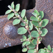 Portraitfoto Euphorbia prostrata