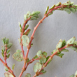 St&auml;ngel-/Stammfoto Euphorbia prostrata