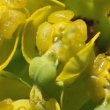 Fruchtfoto Euphorbia seguieriana