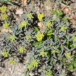 Habitusfoto Euphorbia seguieriana