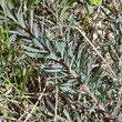Blätterfoto Euphorbia seguieriana