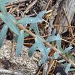 Stängel-/Stammfoto Euphorbia seguieriana