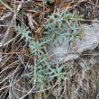 Foto der Jungpflanze Euphorbia seguieriana