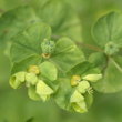 Portraitfoto Euphorbia stricta