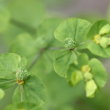 Fruchtfoto Euphorbia stricta