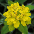 Portraitfoto Euphorbia verrucosa