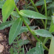 Blätterfoto Euphorbia verrucosa