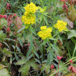 Habitusfoto Euphorbia verrucosa