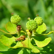 Fruchtfoto Euphorbia verrucosa