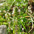 Habitusfoto Euphrasia hirtella