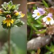 Portraitfoto Euphrasia minima