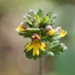 Foto von Besonderheit Euphrasia minima