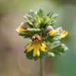 Blütenfoto Euphrasia minima