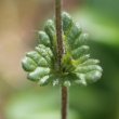 Blätterfoto Euphrasia minima