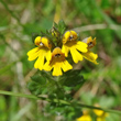 Blütenfoto Euphrasia minima