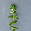 Blütenfoto Euphrasia pectinata