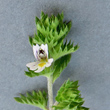 Portraitfoto Euphrasia pectinata