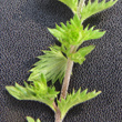 Stängel-/Stammfoto Euphrasia pectinata