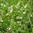 Blütenfoto Euphrasia rostkoviana