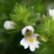 Portraitfoto Euphrasia rostkoviana