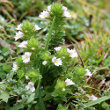 Habitusfoto Euphrasia rostkoviana