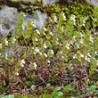 Habitusfoto Euphrasia salisburgensis