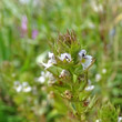 Portraitfoto Euphrasia stricta