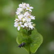 Portraitfoto Fagopyrum esculentum