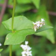 Blätterfoto Fagopyrum esculentum