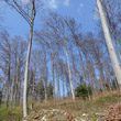 Habitusfoto Fagus silvatica