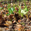 Foto der Jungpflanze Fagus silvatica