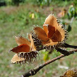 Fruchtfoto Fagus silvatica