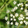 Blütenfoto Falcaria vulgaris