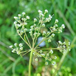 Foto von Besonderheit Falcaria vulgaris