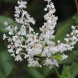 Portraitfoto Fallopia aubertii