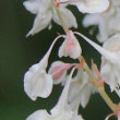 Fruchtfoto Fallopia aubertii