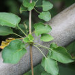 Blätterfoto Fallopia aubertii