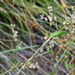 Habitusfoto Fallopia convolvulus