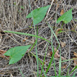 Blätterfoto Fallopia convolvulus