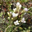 Portraitfoto Gentiana campestris - weiss