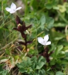 Blütenfoto Gentiana campestris - weiss