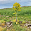 Habitusfoto Ferula communis