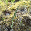 Portraitfoto Festuca ovina aggr.